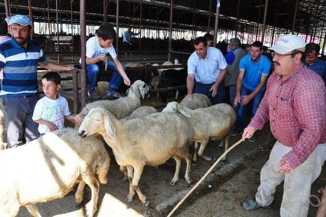 Kurbanlıklar Görücüye Çıktı