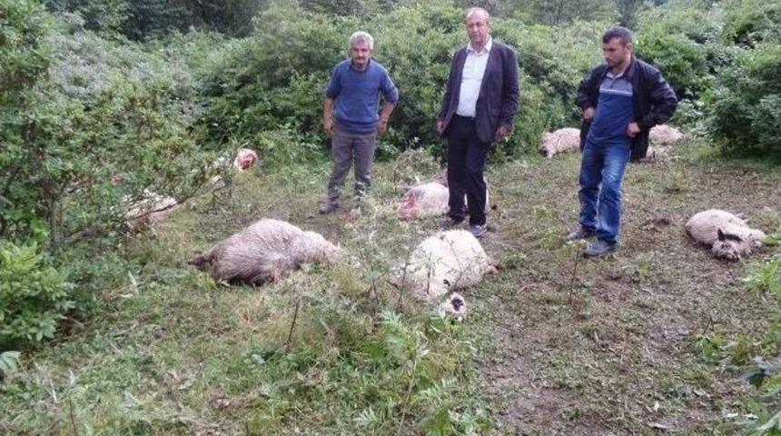 Kurtlar 30 Koyunu Telef Etti