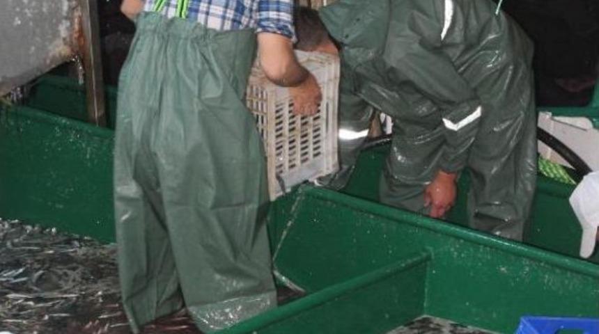 Sezonun Ilk G&uuml;n&uuml;nde Hamsi Bereketi