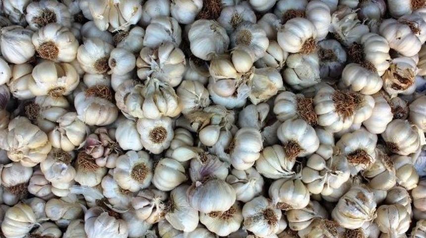 (&ouml;zel Haber) Turşu Mevsimi Sarımsak Fiyatlarını Arttırdı