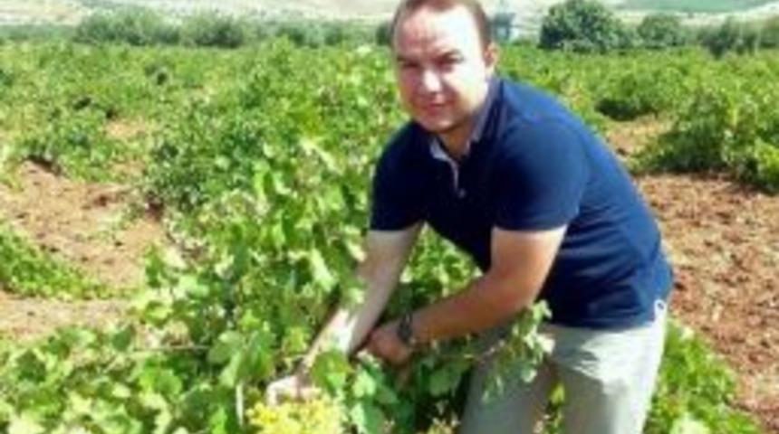 &Uuml;z&uuml;m Rekoltesi D&uuml;ş&uuml;k