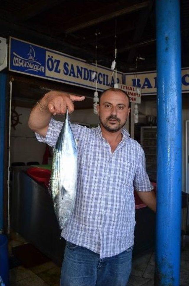 Trabzon’da Balıkçılar Umduğunu Bulamadı