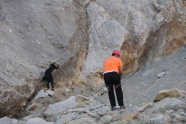 (özel Haber) Kayalıklara Düşen Keçiler 3 Gün Sonra Kurtarıldı