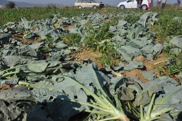 Tarlada Yetiştirdikleri Sebzelere 6'ncı Kez Zarar Verildi