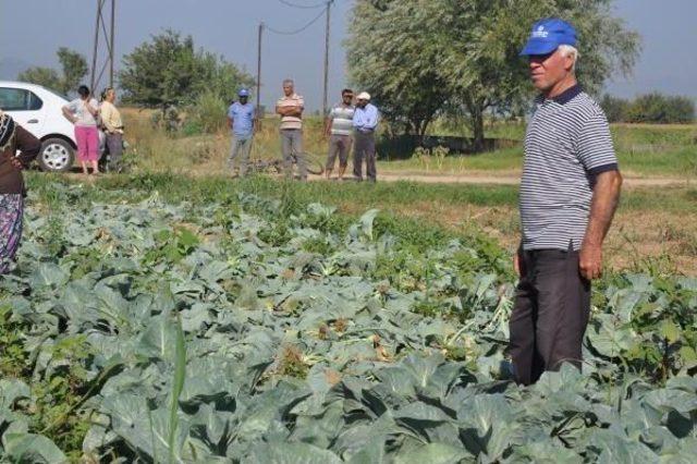 Tarlada Yetiştirdikleri Sebzelere 6'ncı Kez Zarar Verildi