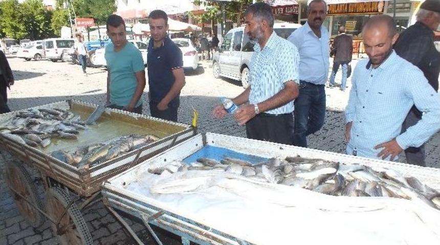 Balıklar Tezgâhlardaki Yerini Aldı