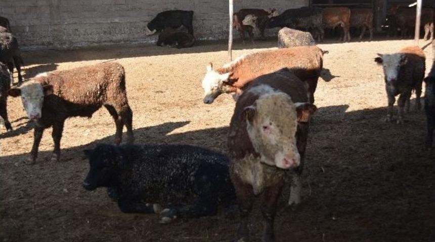 Niğdeli Et &Uuml;reticileri Birliği Donmuş Et İstemiyor