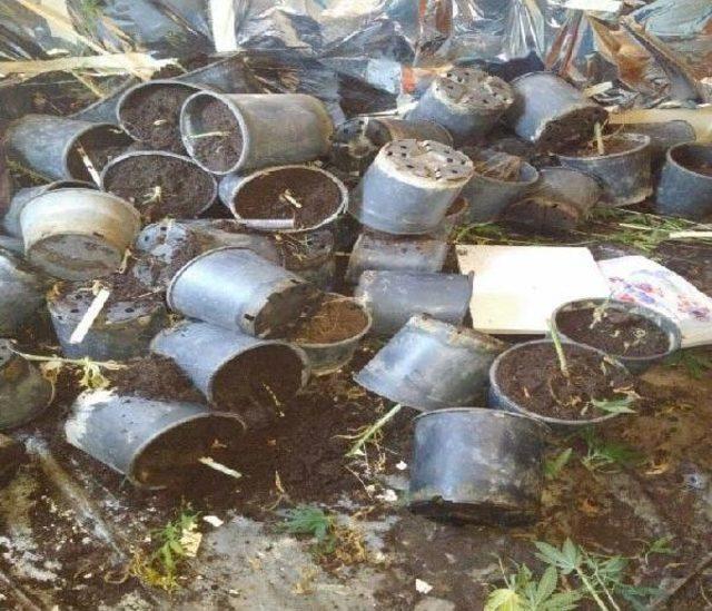 Evdeki &Ouml;zel Serada Esrar &Uuml;retimine Operasyon 2