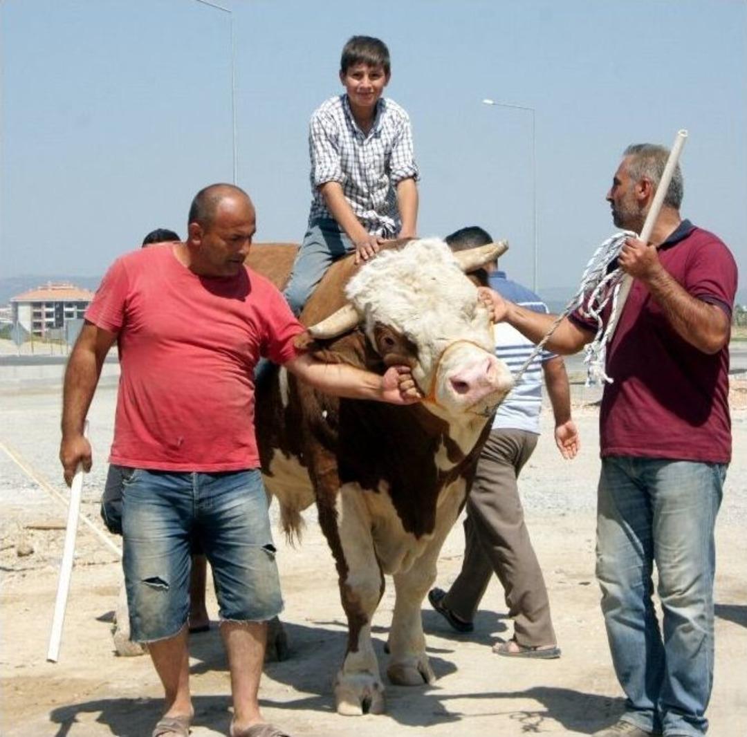 (&ouml;zel Haber) Otomobil Fiyatına Kurbanlık Boğa