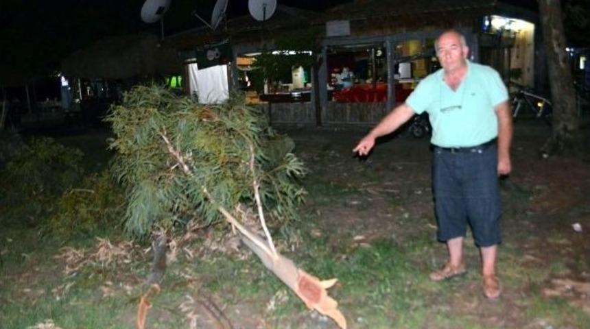 K&ouml;yceğiz&rsquo;de Yaşlı &Ccedil;ınar Ağa&ccedil;ları Tehlike Sa&ccedil;ıyor