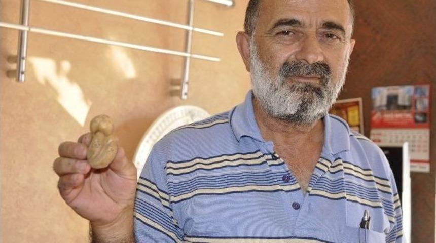 Tarladan &Ccedil;ıkan Patates G&ouml;renleri Hayrete D&uuml;ş&uuml;rd&uuml;