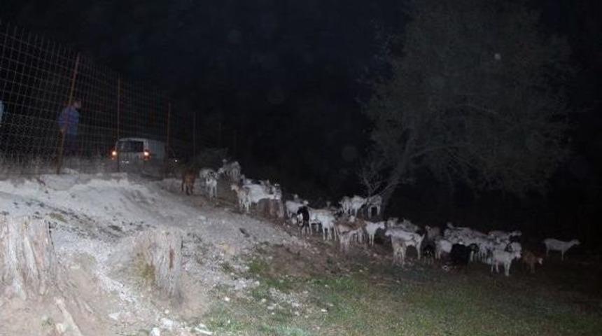 Ke&ccedil;iler Yanmaktan Kurtarıldı