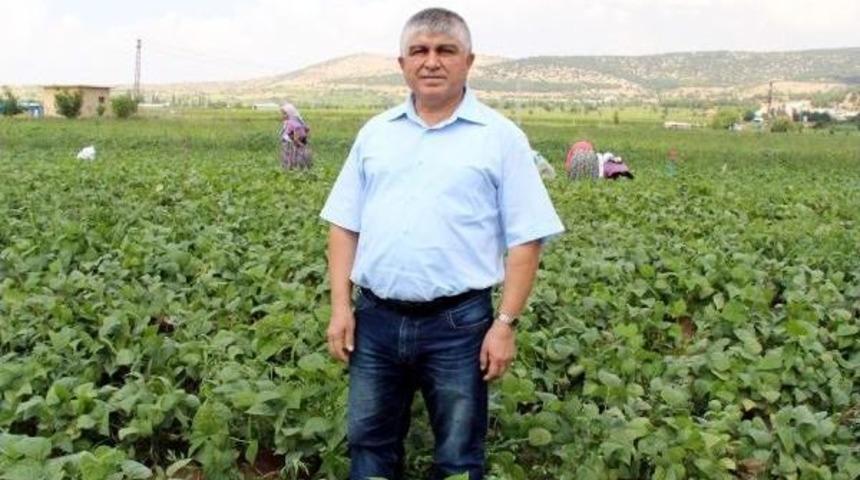 Taze Fasulyede Verim D&uuml;şt&uuml;, Fiyat Y&uuml;kseldi
