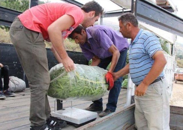 Taze Fasulyede Verim Düştü, Fiyat Yükseldi