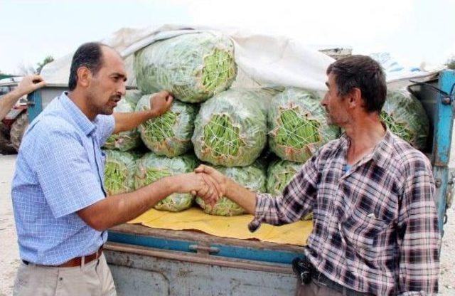 Taze Fasulyede Verim Düştü, Fiyat Yükseldi