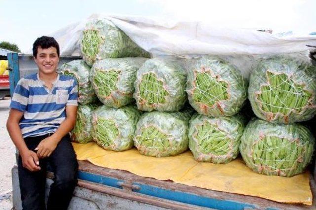 Taze Fasulyede Verim Düştü, Fiyat Yükseldi