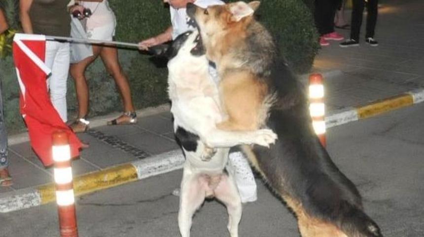 Y&uuml;r&uuml;y&uuml;şte K&ouml;pek Paniği: 2 Yaralı