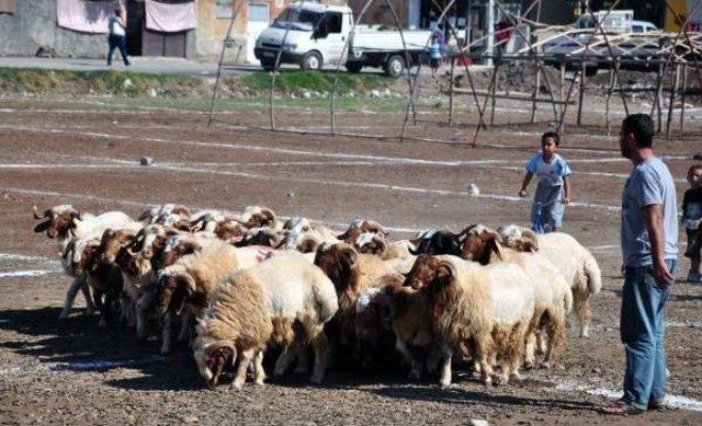 Kurban Kesecek Belgesiz Kasaplara Suç Duyurusu