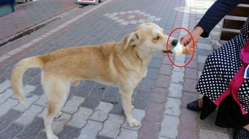 Biri Dondurmayla Diğeri De Havuzda Serinliyor