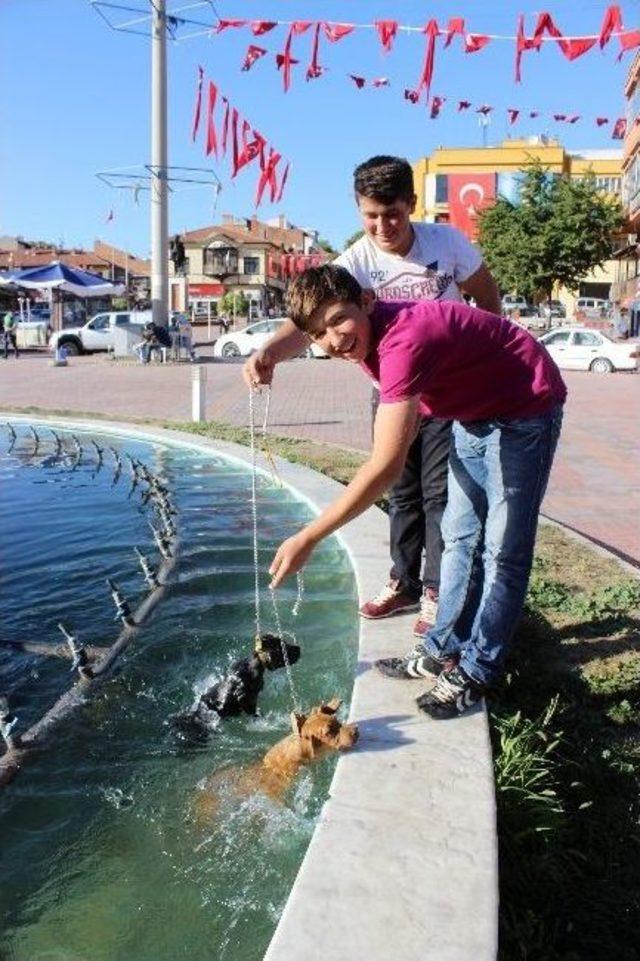 Biri Dondurmayla Diğeri De Havuzda Serinliyor