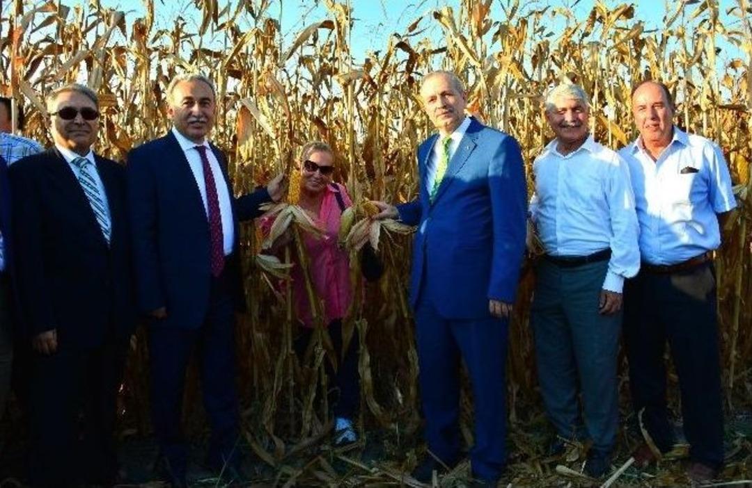 &ldquo;sarı Altın&rdquo;a Hasat Şenliği