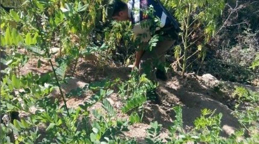 Ormanda Kenevir Yetiştirenlere Baskın