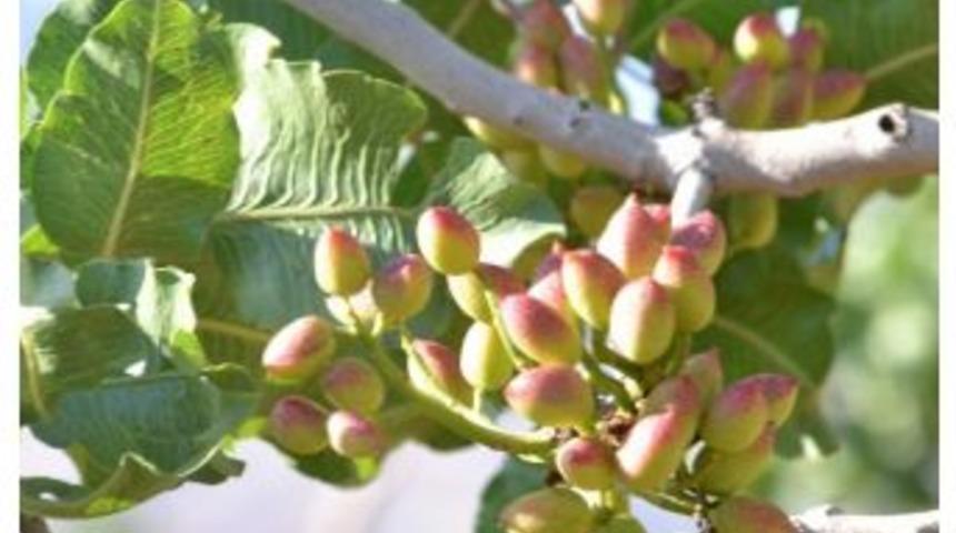 Modern Fıstık Tesisi İ&ccedil;in Geri Sayım Başladı