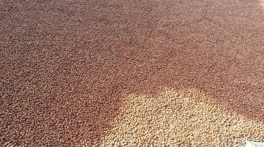 Samsun&rsquo;da 100 Bin Ton Fındık &Uuml;retimi Bekleniyor