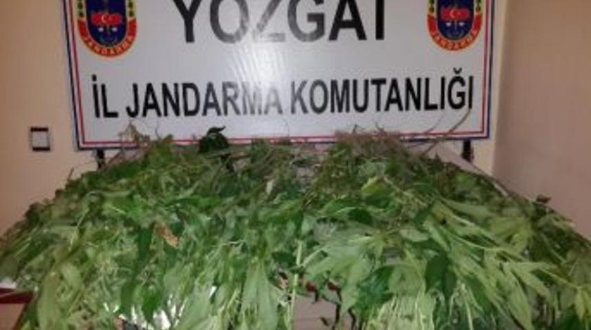 Yozgat İl Jandarma Komutanlığı 292 K&ouml;k Kenevir Ele Ge&ccedil;irdi