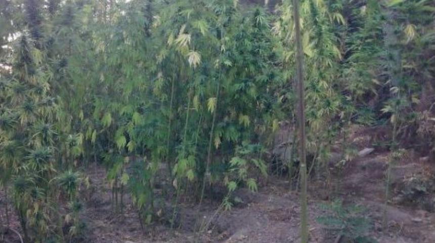 Hintkenevirini Sulamak I&ccedil;in 1 Kilometrelik Hortum D&ouml;şemişler