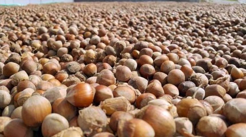 Fındık Ekonomisi Ordu'ya Yaradı