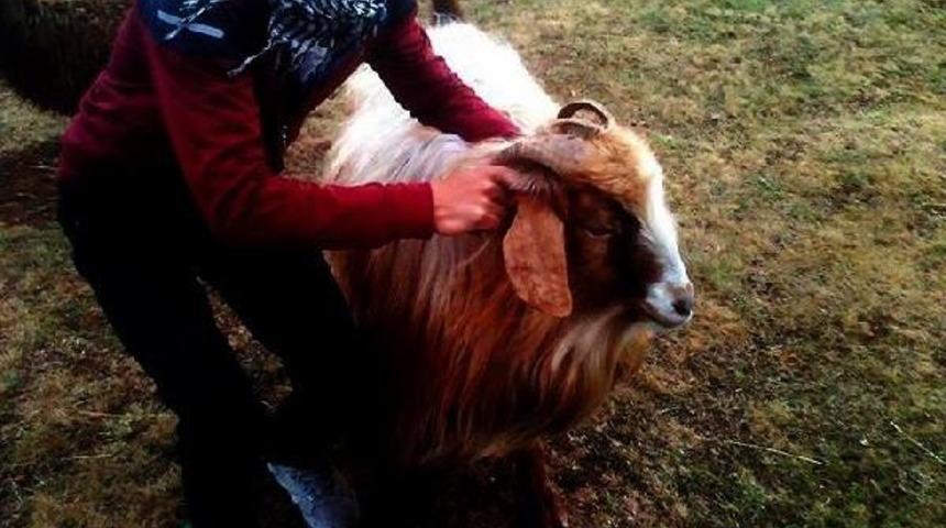 Ağrı'da Pkk Operasyonunda 2 Tutuklama