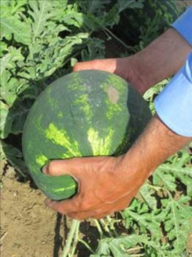 Karpuzun faydaları ve zararları 4