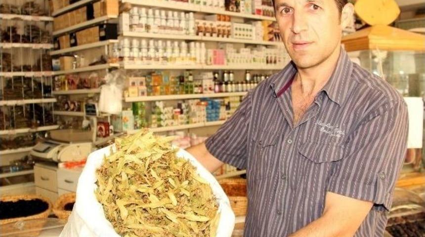 Samsun&rsquo;da Ihlamurun Kilosu 45-50 Liradan Satılıyor