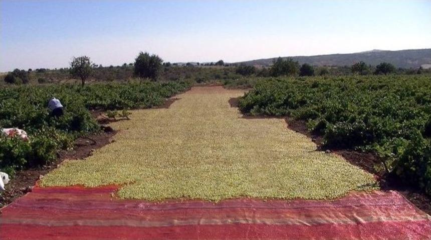 Peygamber &Uuml;z&uuml;m&uuml; Hasadı Başladı