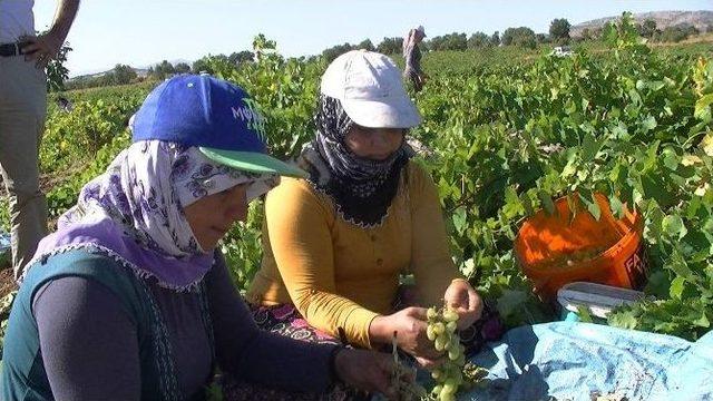 Peygamber Üzümü Hasadı Başladı