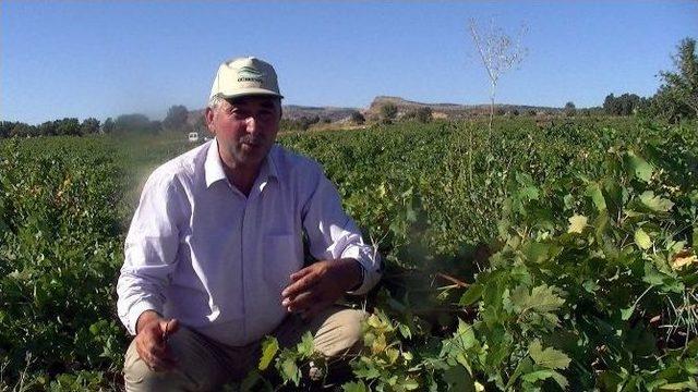 Peygamber Üzümü Hasadı Başladı