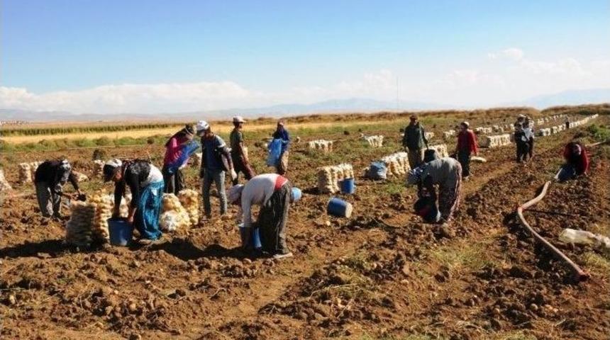 Van&rsquo;da Sebze &Uuml;retimi