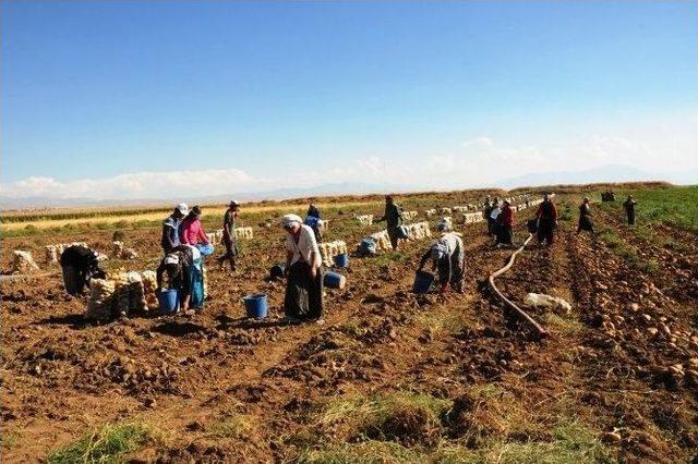 Van’da Sebze Üretimi