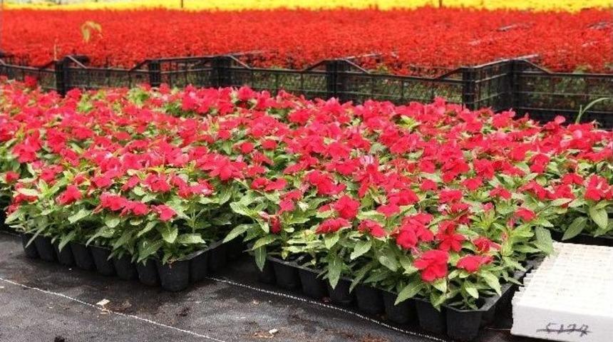 B&uuml;y&uuml;kşehir K&ouml;yceğiz&rsquo;de Kışlık S&uuml;s Bitkisi &Uuml;retecek