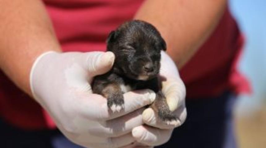 Minik Yavrulara Kırklareli Belediyesi Sahip &Ccedil;ıktı