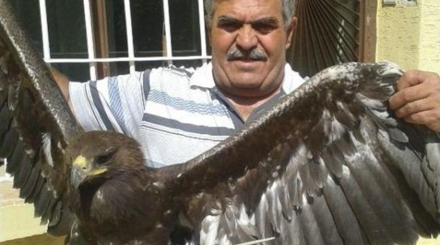 Jandarmaların Yaralı Bulduğu Kartal Tedaviye Alındı