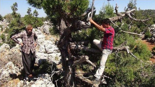 Kurbanlıkların Üzerine Yıldırım Düştü