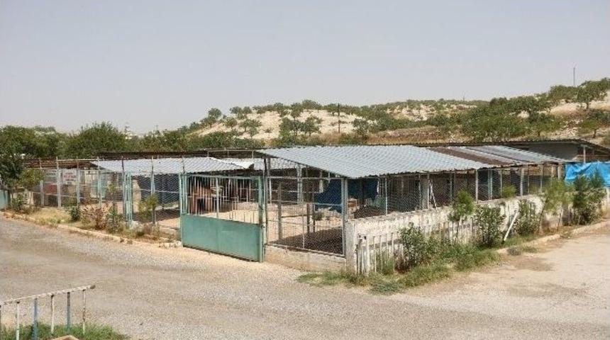 Nizip&rsquo;teki K&ouml;pek Barınağı Bakıma Alındı