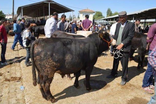 Hayvan Pazarları Hareketleniyor