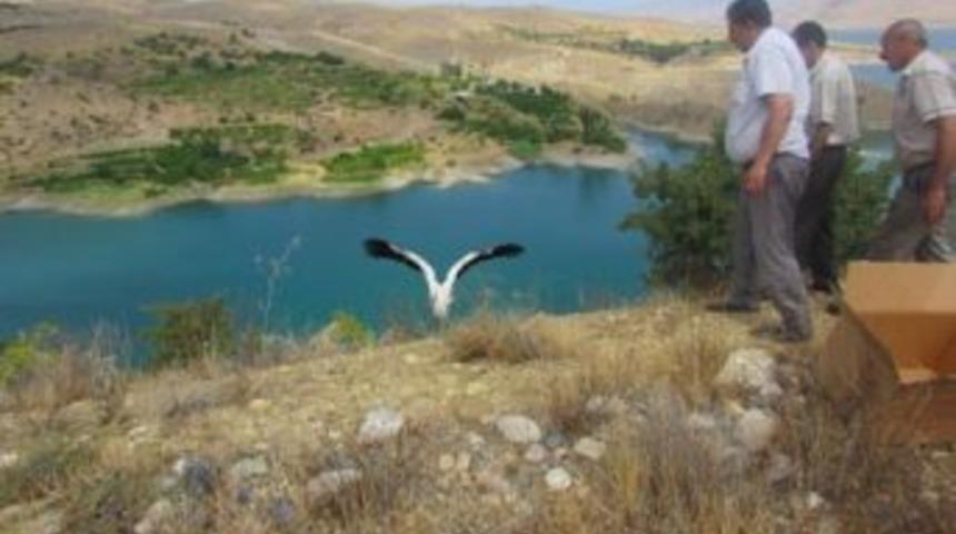 Tedavi Edilen Leylekler Doğaya Bırakıldı