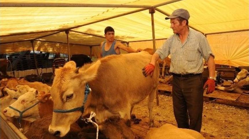 Buca Kurban Bayramı&rsquo;na Hazırlanıyor