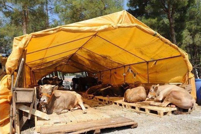 Buca Kurban Bayramı&rsquo;na Hazırlanıyor 1