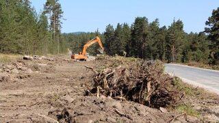 Ağaçlar Yola Kurban Edildi