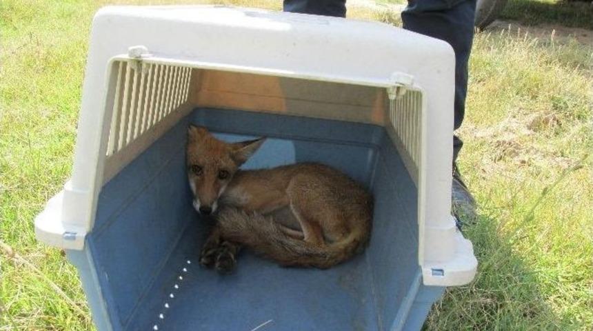 Edirne&rsquo;de Hasta Bir Tilki Tedavi Edildi